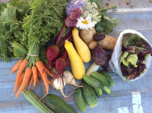 Organic Produce from Gratefull Gardens